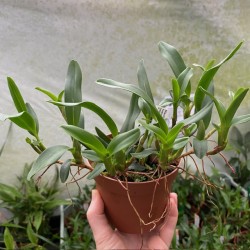 Maxillaria sophronitis
