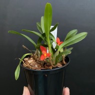 Maxillaria sophronitis