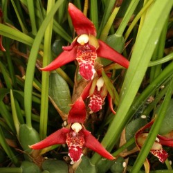 Maxillaria tenuifolia 'Red'