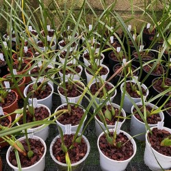 Maxillaria tenuifolia 'Red'