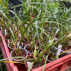 Maxillaria tenuifolia 'Yellow'