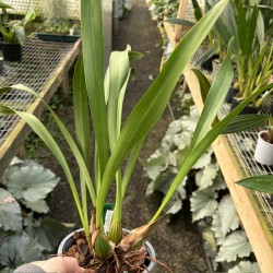 Maxillaria ubatubana