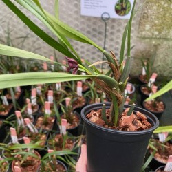 Maxillaria variabilis 'Black'