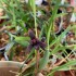 Maxillaria variabilis 'Black'