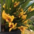 Maxillaria variabilis 'Yellow'