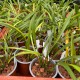 Maxillaria variabilis 'Yellow'