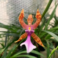 Miltonia clowesii