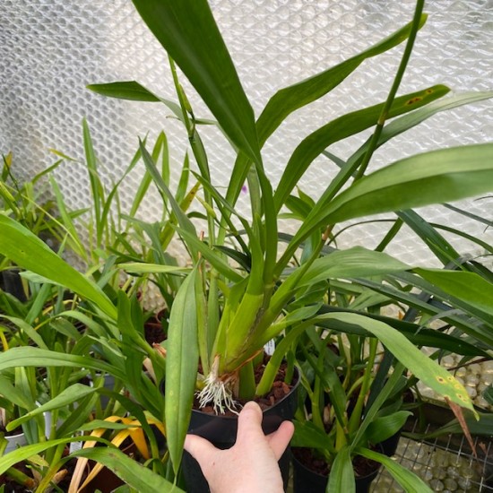 Miltonia clowesii Miltonia clowesii