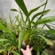 Miltonia clowesii Miltonia clowesii