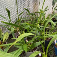 Miltonia clowesii Miltonia clowesii