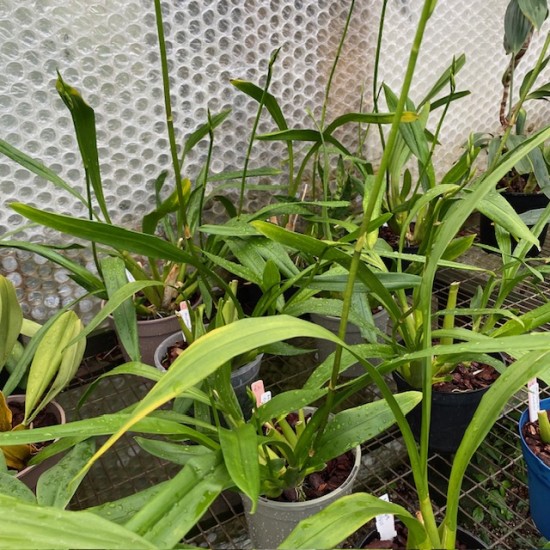 Miltonia clowesii Miltonia clowesii