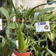 Miltonia flavescens