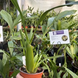 Miltonia flavescens