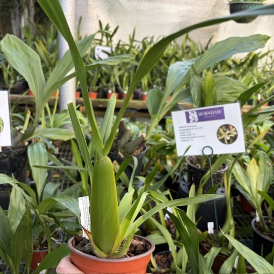 Miltonia flavescens Miltonia flavescens
