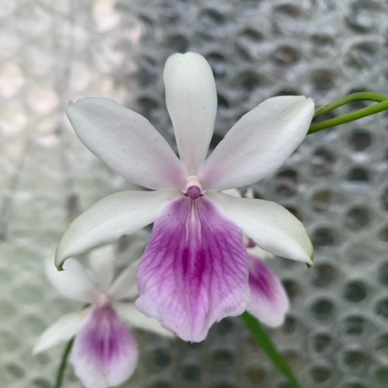 Miltonia regnellii