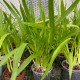 Miltonia regnellii