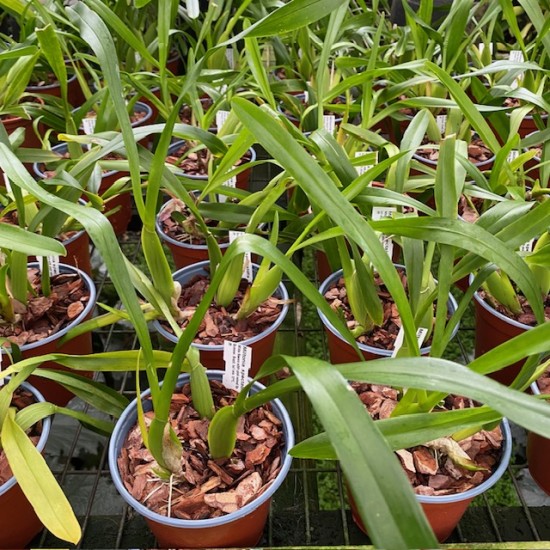 Miltonia spectabilis