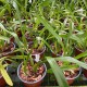 Miltonia spectabilis