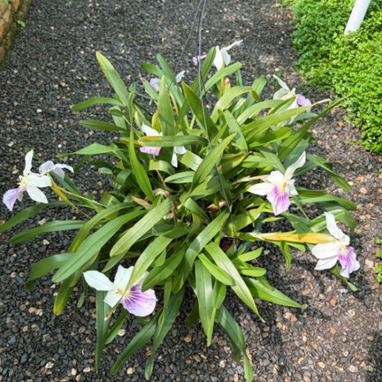 Miltonia spectabilis