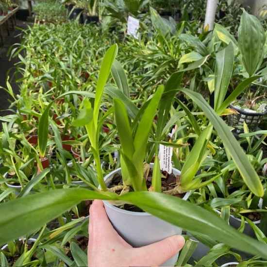 Miltonia spectabilis