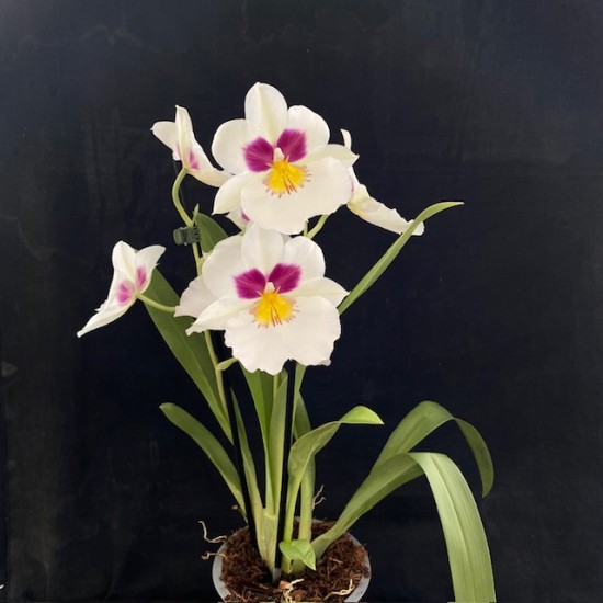 Miltoniopsis Herralexandre Miltoniopsis Herralexandre