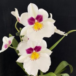 Miltoniopsis Herralexandre
