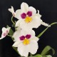 Miltoniopsis Herralexandre Miltoniopsis Herralexandre