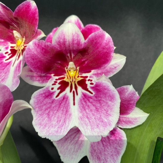 Miltoniopsis Princess Diana Miltoniopsis Princess Diana