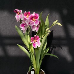 Miltoniopsis Princess Diana