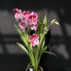 Miltoniopsis Princess Diana Miltoniopsis Princess Diana