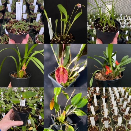 Miniature Orchid Monthly Subscription