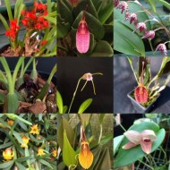 Miniature Collection (4 plants)