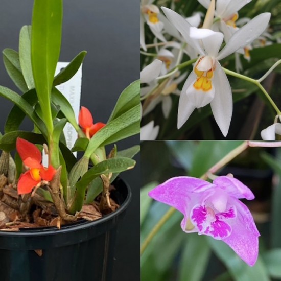 Beginners Species Collection - December