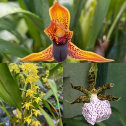 Beginners Species Collection - January