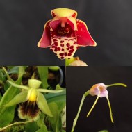 Beginners Species Collection - May