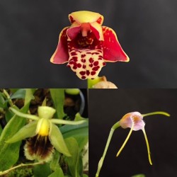 Beginners Species Collection - May