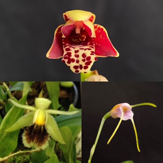 Beginners Species Collection - May