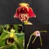 Beginners Species Collection - May