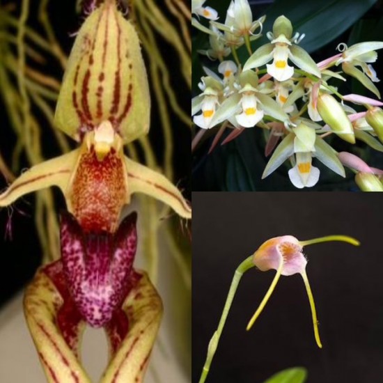 Beginners Species Collection - November Beginners Species Collection - November