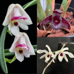 Beginners Species Collection - October