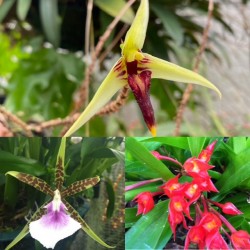 Beginners Species Collection - September Beginners Species Collection - September