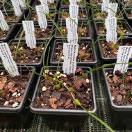 Neolauchea pulchella Neolauchea pulchella