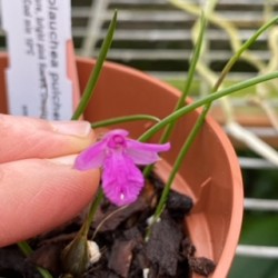 Neolauchea pulchella Neolauchea pulchella