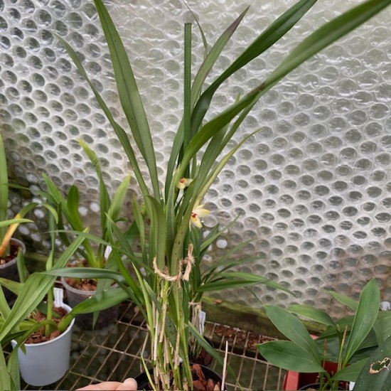 Octomeria grandiflora