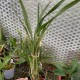 Octomeria grandiflora