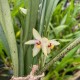 Octomeria grandiflora