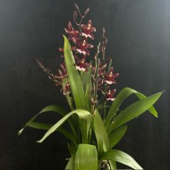 Oncidium Barrocco Oncidium Barrocco