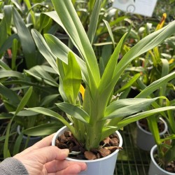 Oncidium Gold Rush Oncidium Gold Rush