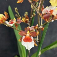 Oncidium Gold Rush