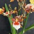 Oncidium Gold Rush